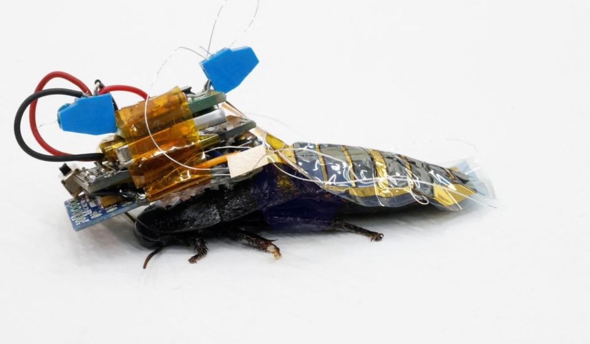 Meet Japan's Cyborg Cockroach, Coming to Disaster Area Near You
